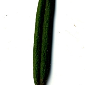 Photographie n°118858 du taxon Rosmarinus officinalis L.