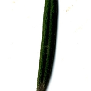 Photographie n°118860 du taxon Rosmarinus officinalis L.