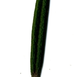 Photographie n°118861 du taxon Rosmarinus officinalis L.