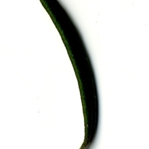 Photographie n°118863 du taxon Rosmarinus officinalis L.