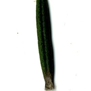 Photographie n°118864 du taxon Rosmarinus officinalis L.