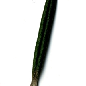 Photographie n°118865 du taxon Rosmarinus officinalis L.