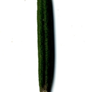 Photographie n°118866 du taxon Rosmarinus officinalis L.
