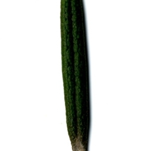 Photographie n°118867 du taxon Rosmarinus officinalis L.