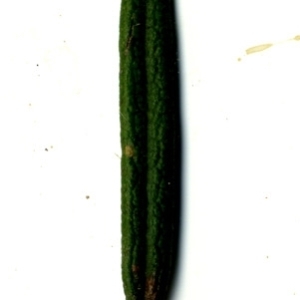 Photographie n°118868 du taxon Rosmarinus officinalis L.