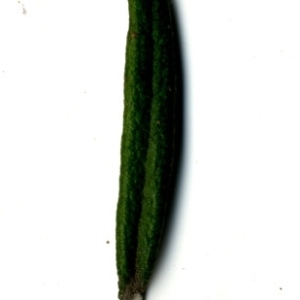 Photographie n°118869 du taxon Rosmarinus officinalis L.