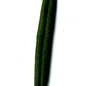 Photographie n°118870 du taxon Rosmarinus officinalis L.