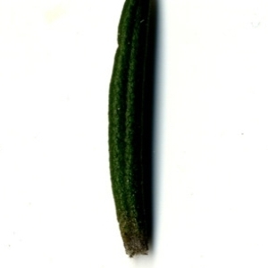 Photographie n°118871 du taxon Rosmarinus officinalis L.