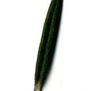 Photographie n°118872 du taxon Rosmarinus officinalis L.