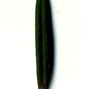 Photographie n°118873 du taxon Rosmarinus officinalis L.