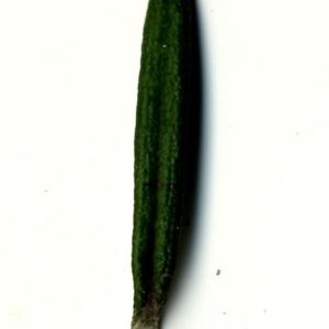 Photographie n°118874 du taxon Rosmarinus officinalis L.