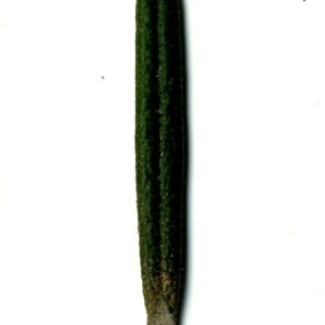 Photographie n°118875 du taxon Rosmarinus officinalis L.