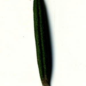 Photographie n°118876 du taxon Rosmarinus officinalis L.