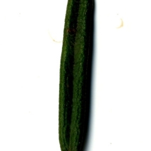 Photographie n°118877 du taxon Rosmarinus officinalis L.