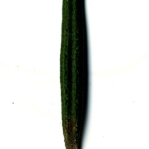 Photographie n°118878 du taxon Rosmarinus officinalis L.