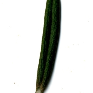 Photographie n°118879 du taxon Rosmarinus officinalis L.