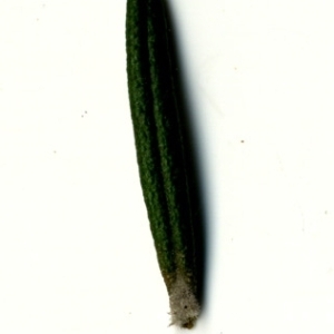 Photographie n°118880 du taxon Rosmarinus officinalis L.