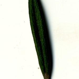 Photographie n°118881 du taxon Rosmarinus officinalis L.