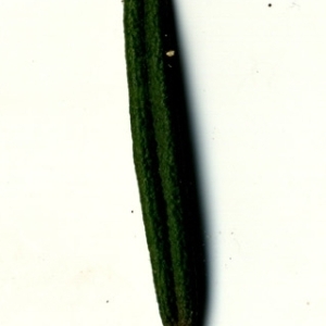 Photographie n°118882 du taxon Rosmarinus officinalis L.