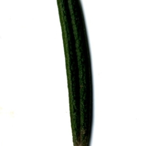 Photographie n°118883 du taxon Rosmarinus officinalis L.