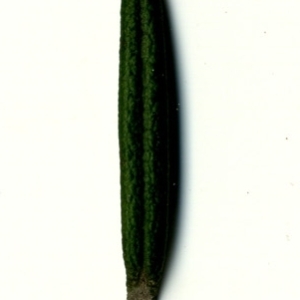 Photographie n°118884 du taxon Rosmarinus officinalis L.