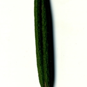 Photographie n°118885 du taxon Rosmarinus officinalis L.