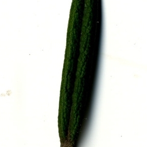 Photographie n°118886 du taxon Rosmarinus officinalis L.