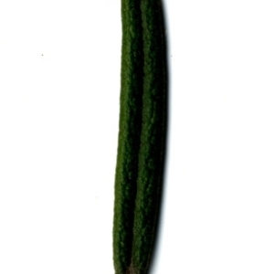 Photographie n°118887 du taxon Rosmarinus officinalis L.