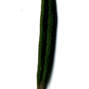 Photographie n°118888 du taxon Rosmarinus officinalis L.
