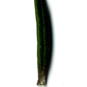 Photographie n°118889 du taxon Rosmarinus officinalis L.