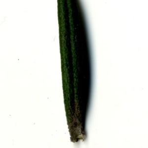 Photographie n°118890 du taxon Rosmarinus officinalis L.