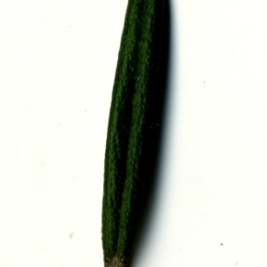 Photographie n°118891 du taxon Rosmarinus officinalis L.