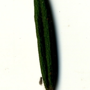 Photographie n°118892 du taxon Rosmarinus officinalis L.