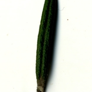 Photographie n°118893 du taxon Rosmarinus officinalis L.