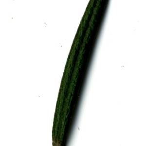 Photographie n°118894 du taxon Rosmarinus officinalis L.