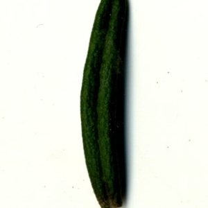 Photographie n°118895 du taxon Rosmarinus officinalis L.