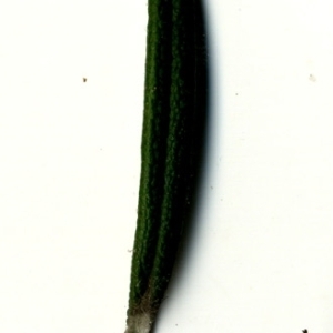 Photographie n°118896 du taxon Rosmarinus officinalis L.