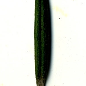 Photographie n°118897 du taxon Rosmarinus officinalis L.