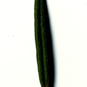 Photographie n°118898 du taxon Rosmarinus officinalis L.