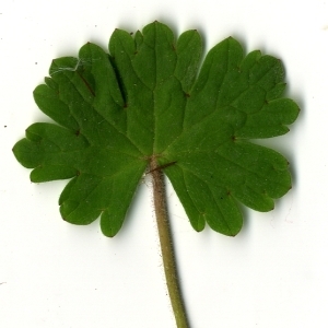  - Geranium rotundifolium L.