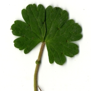 Photographie n°118930 du taxon Geranium rotundifolium L.