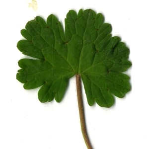 Photographie n°118933 du taxon Geranium rotundifolium L.