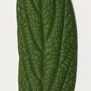  - Viburnum rhytidophyllum Hemsl. [1888]