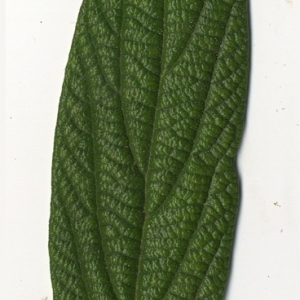 Photographie n°118950 du taxon Viburnum rhytidophyllum Hemsl. [1888]