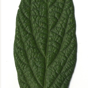 Photographie n°118951 du taxon Viburnum rhytidophyllum Hemsl. [1888]