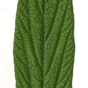 Photographie n°118953 du taxon Viburnum rhytidophyllum Hemsl. [1888]