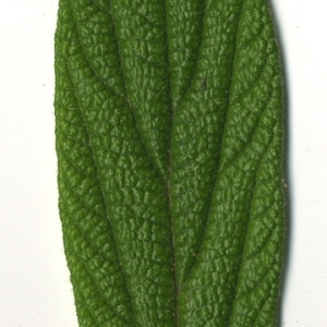 Photographie n°118955 du taxon Viburnum rhytidophyllum Hemsl. [1888]