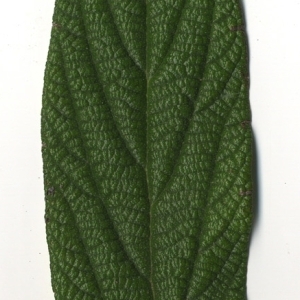 Photographie n°118956 du taxon Viburnum rhytidophyllum Hemsl. [1888]