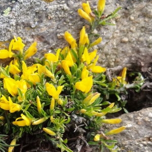 Photographie n°118972 du taxon Genista pilosa L. [1753]