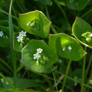  - Claytonia perfoliata Donn ex Willd. [1798]